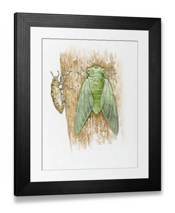 Framed Print : Illustration of green Cicada and brown skin on tree trunk Framed Print : Illustration of green Cicada and brown skin on tree trunk