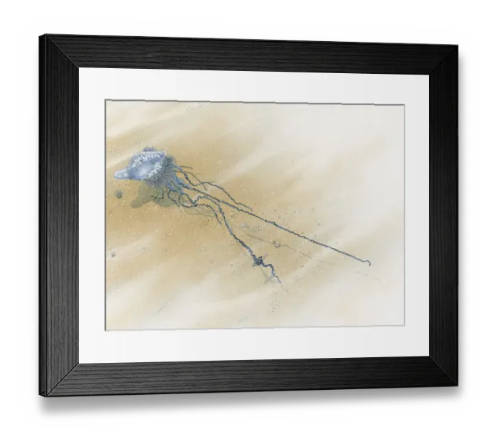 Framed Print : Illustration of Portuguese Man o War (Physalia physalis) floating on sea with long tentacles trailing behind underwater Framed Print : Illustration of Portuguese Man o War (Physalia physalis) floating on sea with long tentacles trailing behind underwater