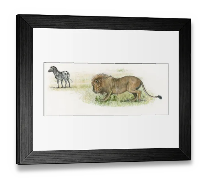 Framed Print : Illustration of male lion stalking zebra on grassland Framed Print : Illustration of male lion stalking zebra on grassland