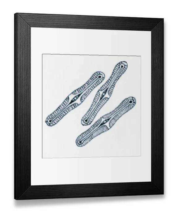 Framed Print : Illustration of diatoms Framed Print : Illustration of diatoms
