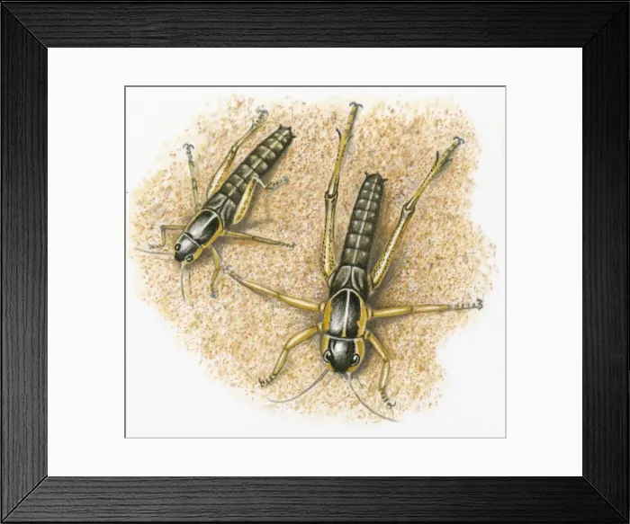 Framed Print : Illustration of Locust nymph showing second molt and change in size Framed Print : Illustration of Locust nymph showing second molt and change in size