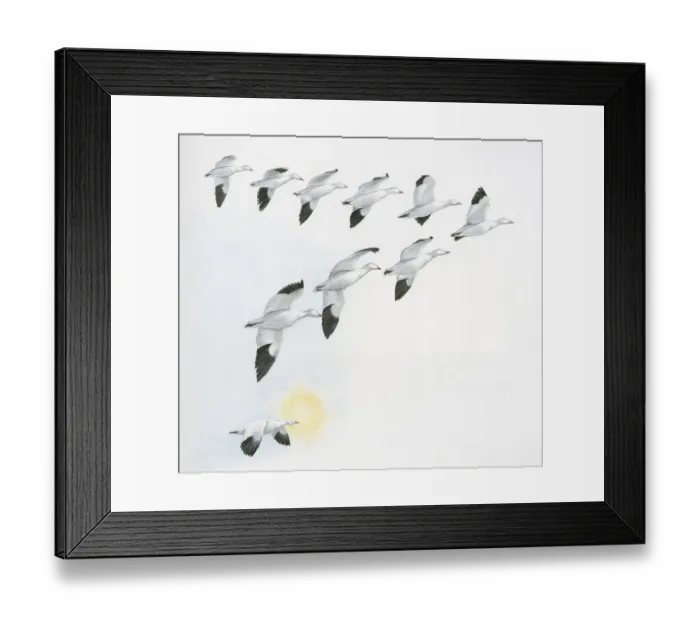 Framed Print : Illustration of V shape migration pattern of flock wild geese with one goose near sun Framed Print : Illustration of V shape migration pattern of flock wild geese with one goose near sun