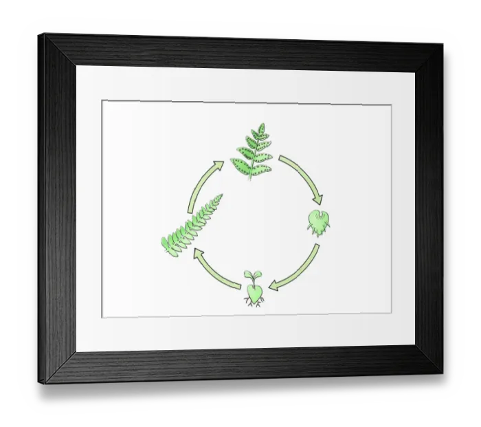 Framed Print : Illustration of lifecylce of fern from seedling to frond