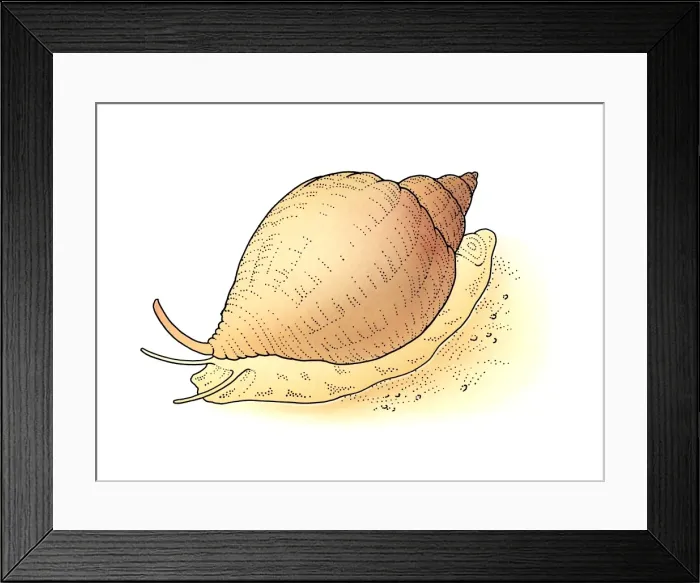 Framed Print : Illustration of snail on sand
