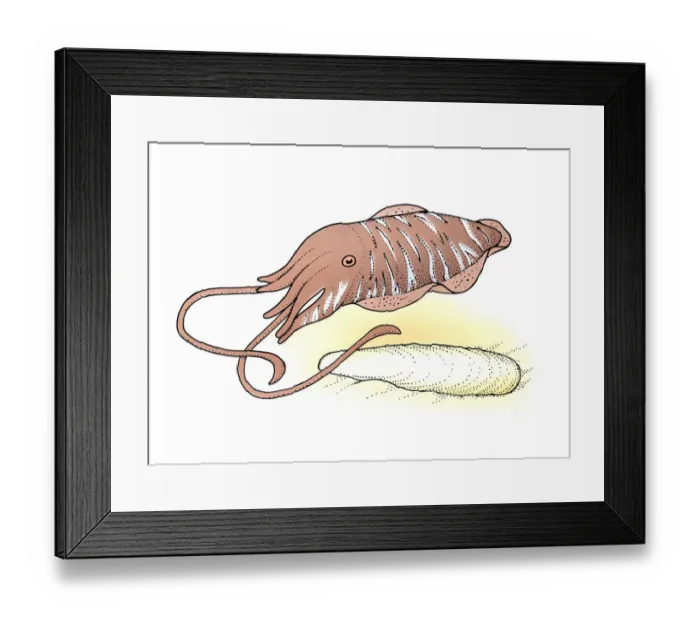 Framed Print : Illustration of Cuttlefish and shell on sand Framed Print : Illustration of Cuttlefish and shell on sand