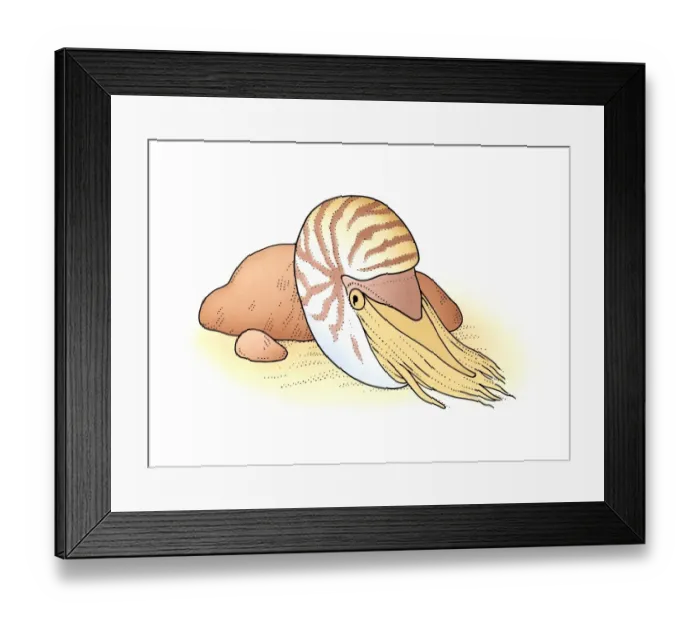 Framed Print : Illustration of Palau Nautilus (Nautilus belauensis) emerging from shell on sand near rock Framed Print : Illustration of Palau Nautilus (Nautilus belauensis) emerging from shell on sand near rock