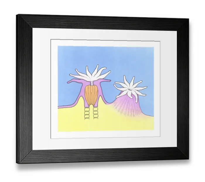 Framed Print : Illustration of Sea Anemone (Actiniaria) and cross section Framed Print : Illustration of Sea Anemone (Actiniaria) and cross section