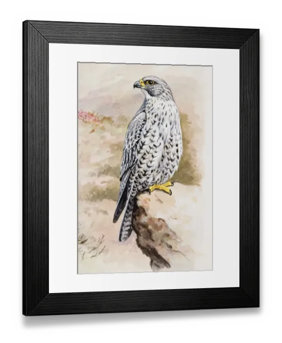 Framed Print : Illustration of Peregrine Falcon (Falco peregrinus) perching on rock Framed Print : Illustration of Peregrine Falcon (Falco peregrinus) perching on rock