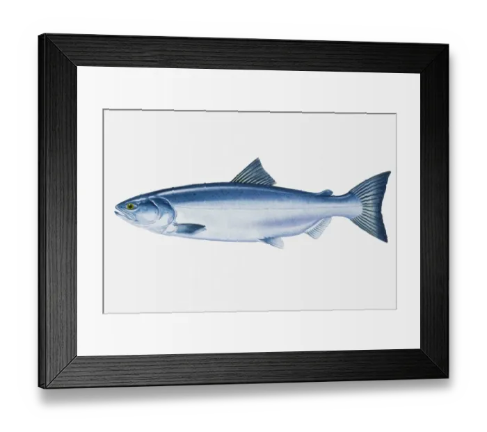 Framed Print : Illustration of North Pacific Sockeye Salmon (Oncorhynchus nerka) fish Framed Print : Illustration of North Pacific Sockeye Salmon (Oncorhynchus nerka) fish