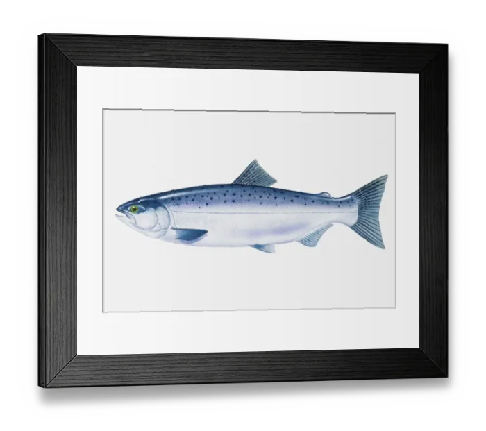 Framed Print : Illustration of North Pacific Sockeye Salmon (Oncorhynchus nerka) fish