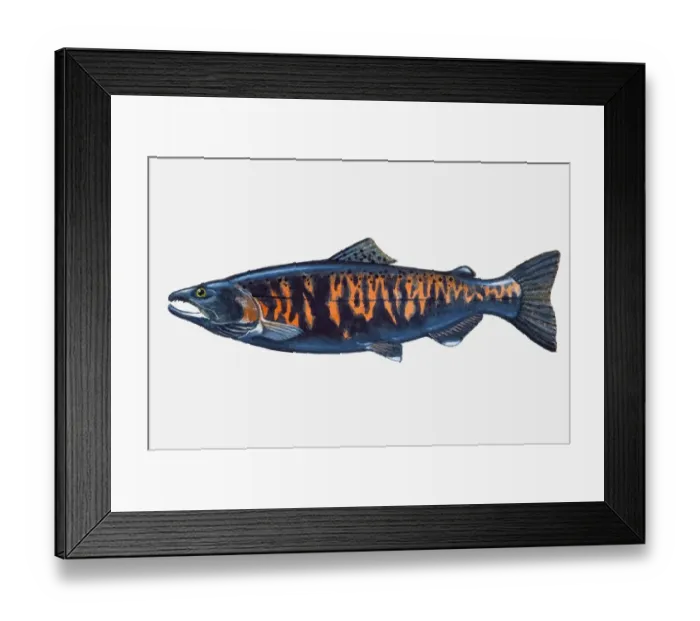 Framed Print : Illustration of male Pacific Masu Salmon (Oncorhynchus masou) fish Framed Print : Illustration of male Pacific Masu Salmon (Oncorhynchus masou) fish
