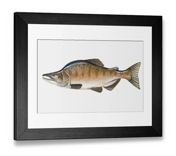 Framed Print : Illustration of male Pacific Pink Salmon (Oncorhynchus gorbuscha) fish Framed Print : Illustration of male Pacific Pink Salmon (Oncorhynchus gorbuscha) fish