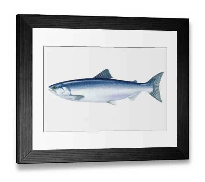 Framed Print : Illustration of North Pacific Sockeye Salmon (Oncorhynchus nerka) fish Framed Print : Illustration of North Pacific Sockeye Salmon (Oncorhynchus nerka) fish