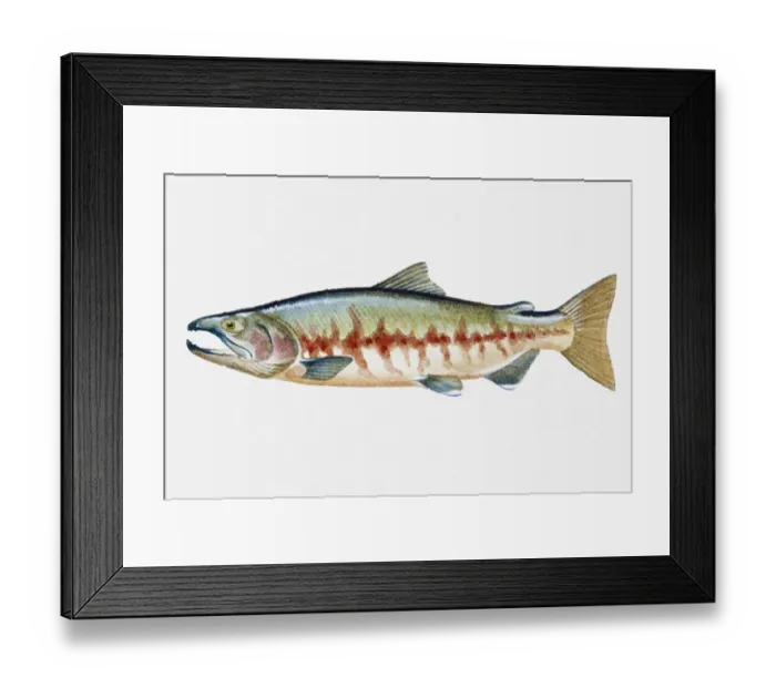 Framed Print : Illustration of Golden Perch (Macquaria ambigua), juvenile Australian freshwater fish Framed Print : Illustration of Golden Perch (Macquaria ambigua), juvenile Australian freshwater fish