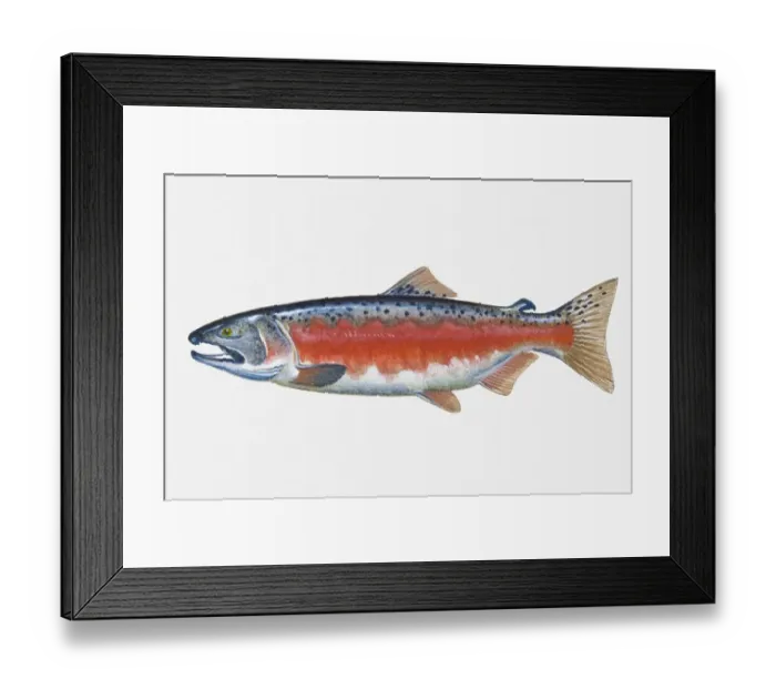Framed Print : Illustration of male Coho Salmon (Oncorhynchus kisutch) fish Framed Print : Illustration of male Coho Salmon (Oncorhynchus kisutch) fish