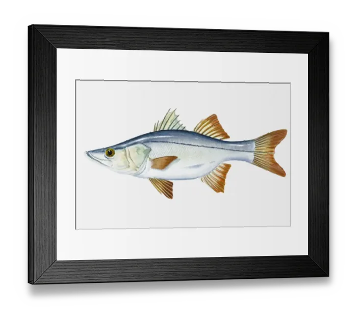 Framed Print : Illustration of Tarpon Snook (Centropomus pectinatus) fish Framed Print : Illustration of Tarpon Snook (Centropomus pectinatus) fish