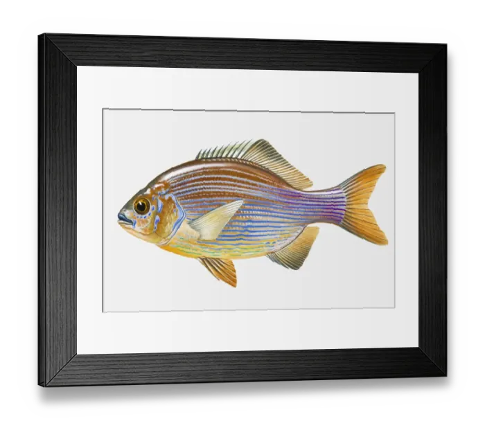 Framed Print : Illustration of Striped Seaperch (Embiotoca lateralis) fish Framed Print : Illustration of Striped Seaperch (Embiotoca lateralis) fish