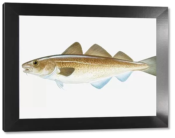 Illustration of Atlantic Cod (Gadus morhua) fish