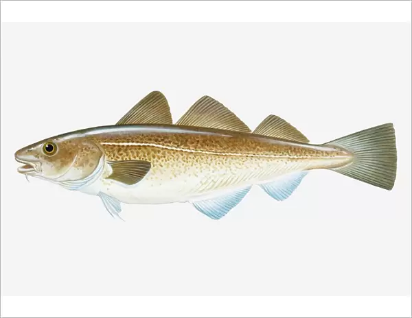Illustration of Atlantic Cod (Gadus morhua) fish