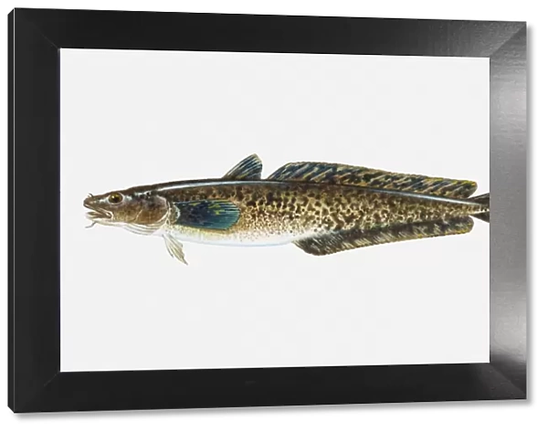 Illustration of Burbot (Lota lota) freshwater fish