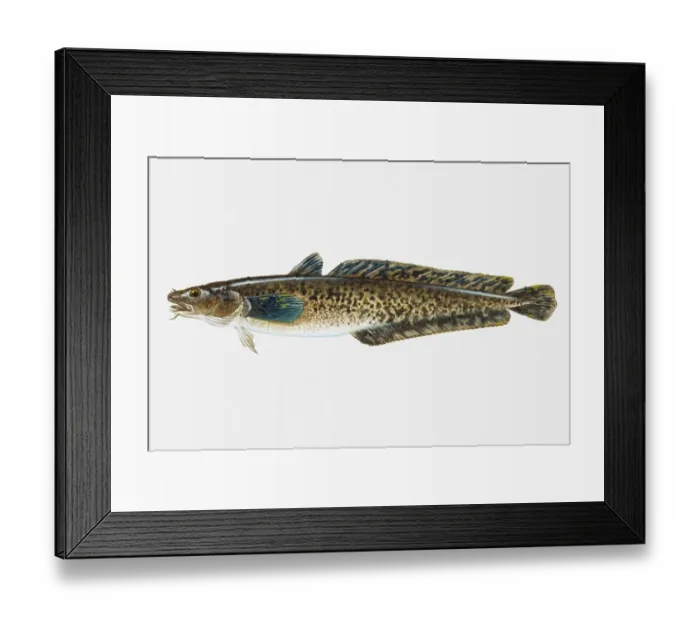 Framed Print : Illustration of Burbot (Lota lota) freshwater fish Framed Print : Illustration of Burbot (Lota lota) freshwater fish