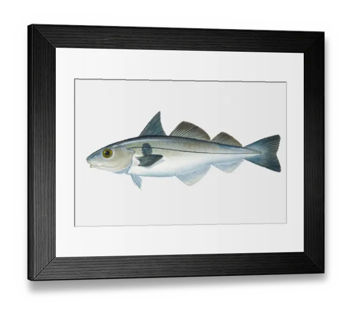 Framed Print : Illustration of North Atlantic Haddock (Melanogrammus aeglefinus) fish