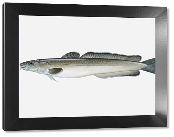 Illustration of Atlantic Common Ling (Molva molva) fish