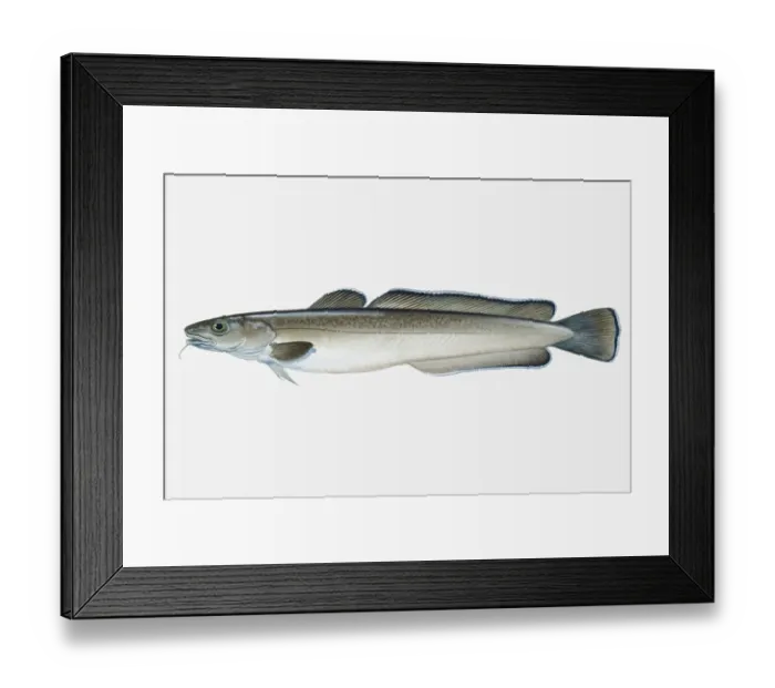 Framed Print : Illustration of Atlantic Common Ling (Molva molva) fish Framed Print : Illustration of Atlantic Common Ling (Molva molva) fish