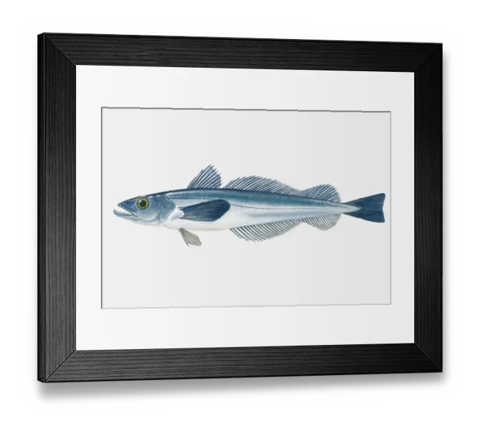 Framed Print : Illustration of North Atlantic Haddock (Melanogrammus aeglefinus) fish Framed Print : Illustration of North Atlantic Haddock (Melanogrammus aeglefinus) fish