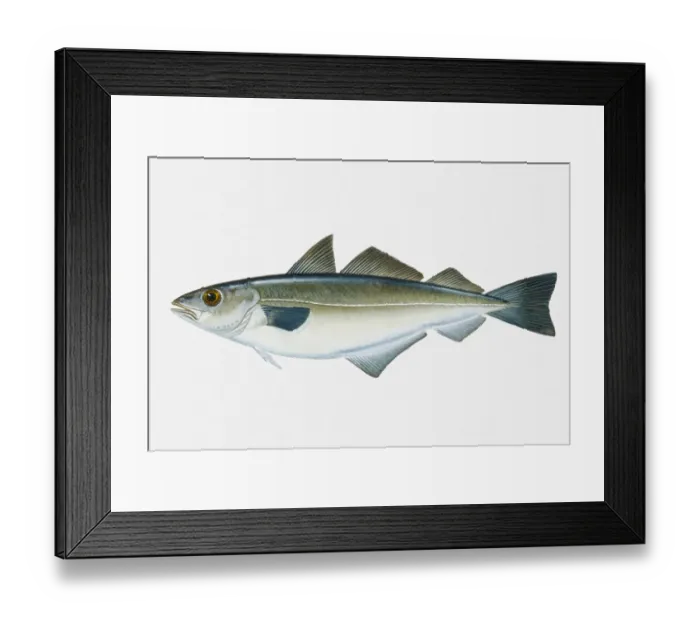 Framed Print : Illustration of North Pacific Sockeye Salmon (Oncorhynchus nerka) fish