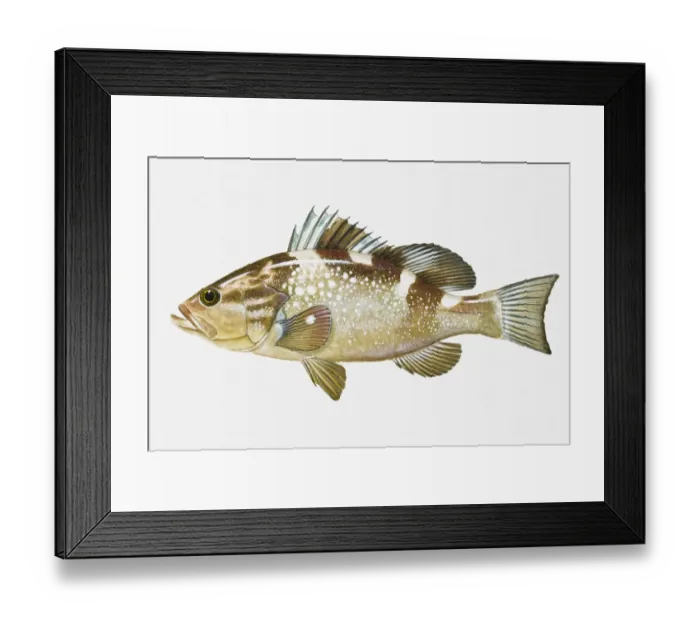 Framed Print : Illustration of Red Grouper (Epinephelus morio) fish Framed Print : Illustration of Red Grouper (Epinephelus morio) fish