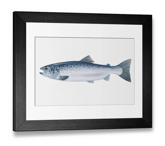 Framed Print : Illustration of Atlantic Salmon (Salmo salar) Framed Print : Illustration of Atlantic Salmon (Salmo salar)
