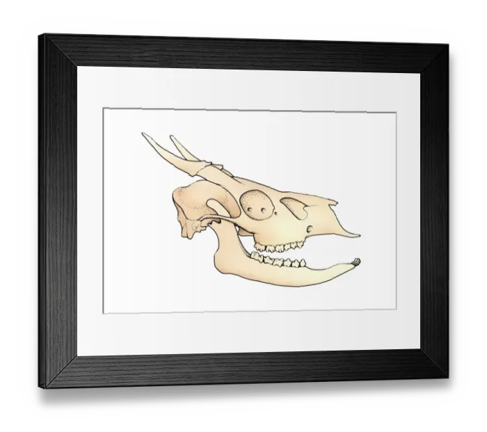 Framed Print : Illustration of Deer skull with open jaw showing teeth Framed Print : Illustration of Deer skull with open jaw showing teeth
