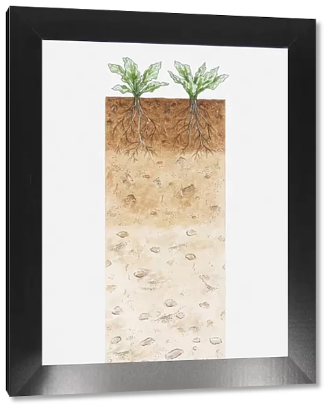 Cross section illustration of soil, topsoil, subsoil, parent material and parent rock below roots of plant