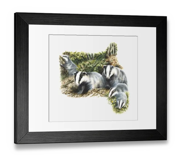 Framed Print : Illustration of family of European Badgers (Meles meles) in countryside