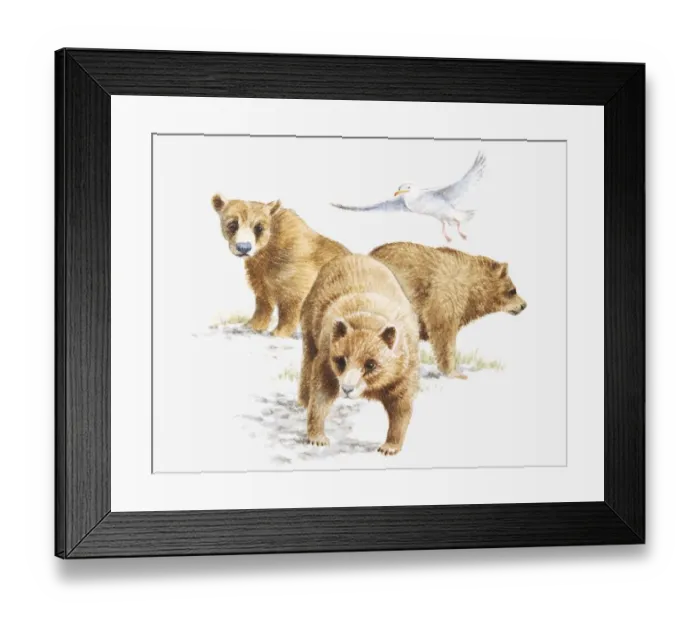 Framed Print : Illustration of three Grizzly Bears (Ursus arctos horribilis) and Glaucous Gull (Larus hyperboreus) Framed Print : Illustration of three Grizzly Bears (Ursus arctos horribilis) and Glaucous Gull (Larus hyperboreus)