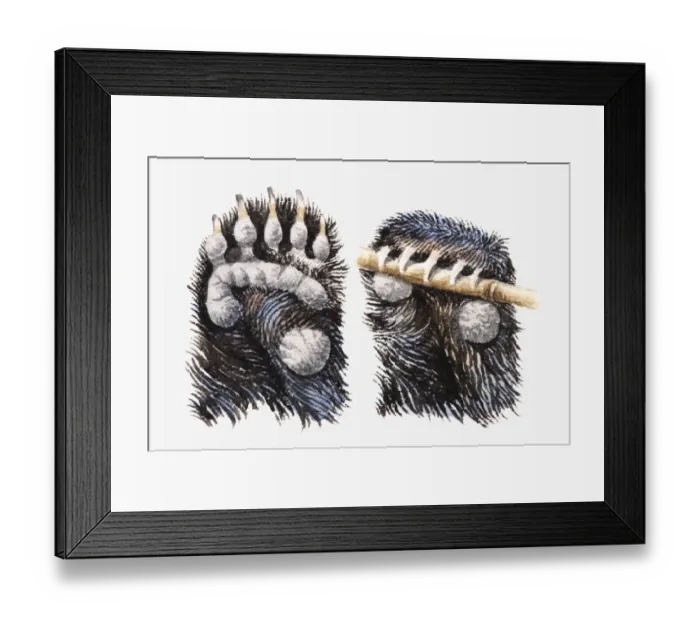Framed Print : Illustration of Brown Bear (Ursus arctos) paws showing pads, and claws gripping bamboo stick Framed Print : Illustration of Brown Bear (Ursus arctos) paws showing pads, and claws gripping bamboo stick