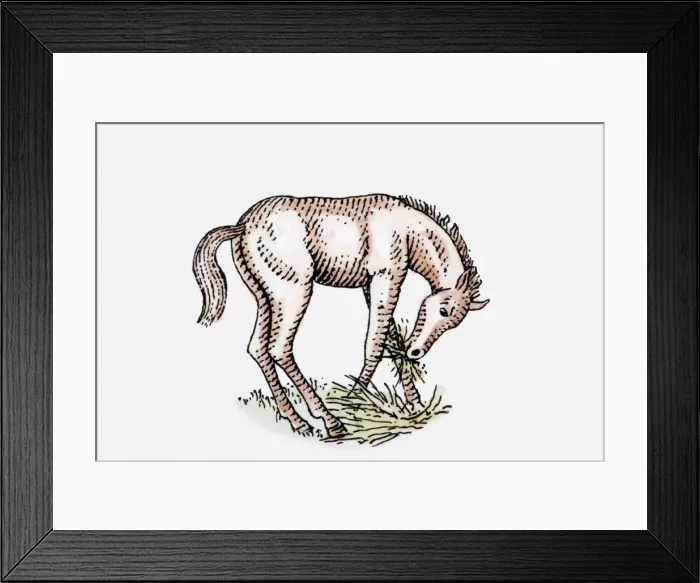 Framed Print : Illustration of foal eating grass Framed Print : Illustration of foal eating grass