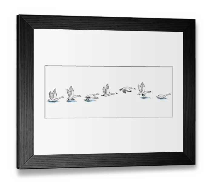 Framed Print : Series of illustrations showing Swan preparing to fly from water, flying, and landing in water Framed Print : Series of illustrations showing Swan preparing to fly from water, flying, and landing in water
