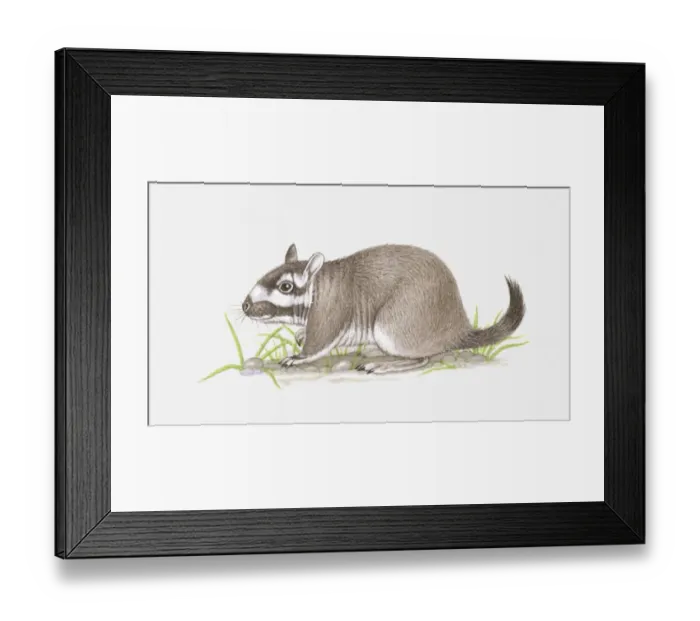 Framed Print : Illustration of Plains Viscacha (Lagostomus maximus) Framed Print : Illustration of Plains Viscacha (Lagostomus maximus)