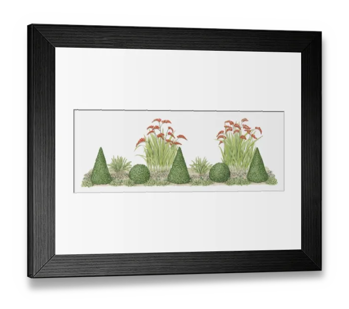 Framed Print : Illustration of topiary in domestic garden Framed Print : Illustration of topiary in domestic garden