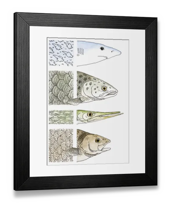 Framed Print : Illustration showing close-up of Shark, Salmon, Gar and Perch scales Framed Print : Illustration showing close-up of Shark, Salmon, Gar and Perch scales