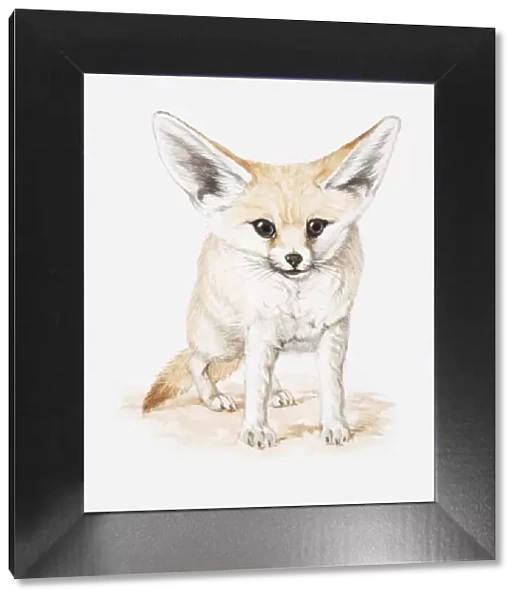 Illustration of a Fennec fox (Vulpes zerda), front view