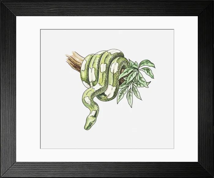 Framed Print : Illustration of a Tree boa (Corallus sp. ) coiled around tree branch Framed Print : Illustration of a Tree boa (Corallus sp. ) coiled around tree branch