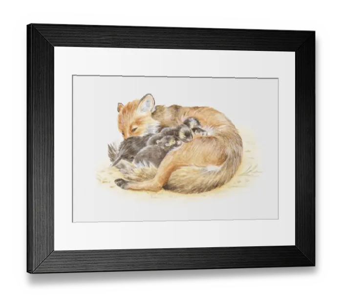 Framed Print : Illustration of a Red fox (Vulpes vulpes) curled up with cubs Framed Print : Illustration of a Red fox (Vulpes vulpes) curled up with cubs