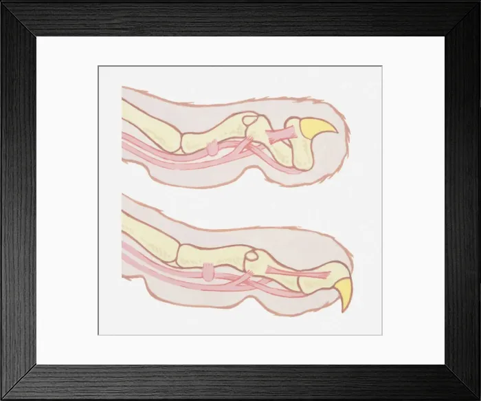 Framed Print : Anatomical illustration of a cats claws, pulled in and pushed out Framed Print : Anatomical illustration of a cats claws, pulled in and pushed out