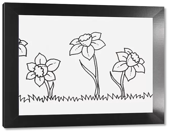 Black and white illustration of Narcissus (Daffodil) flowers in a row