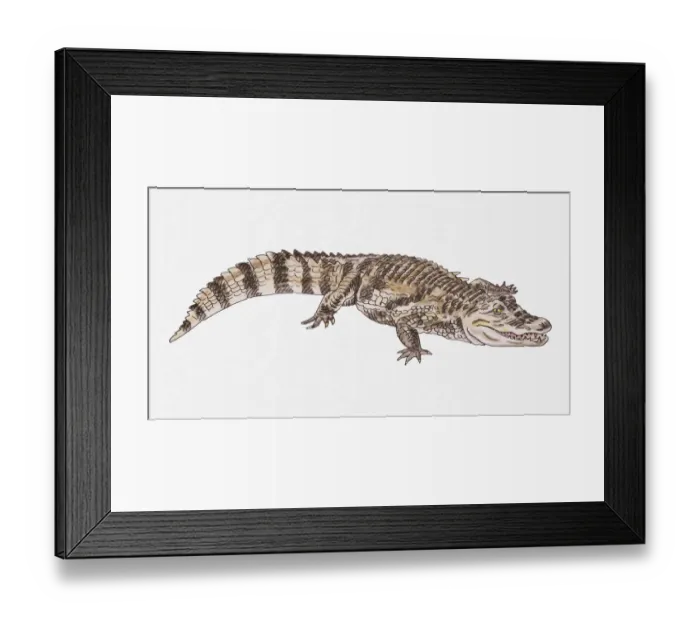 Framed Print : Illustration of an alligator, side view Framed Print : Illustration of an alligator, side view