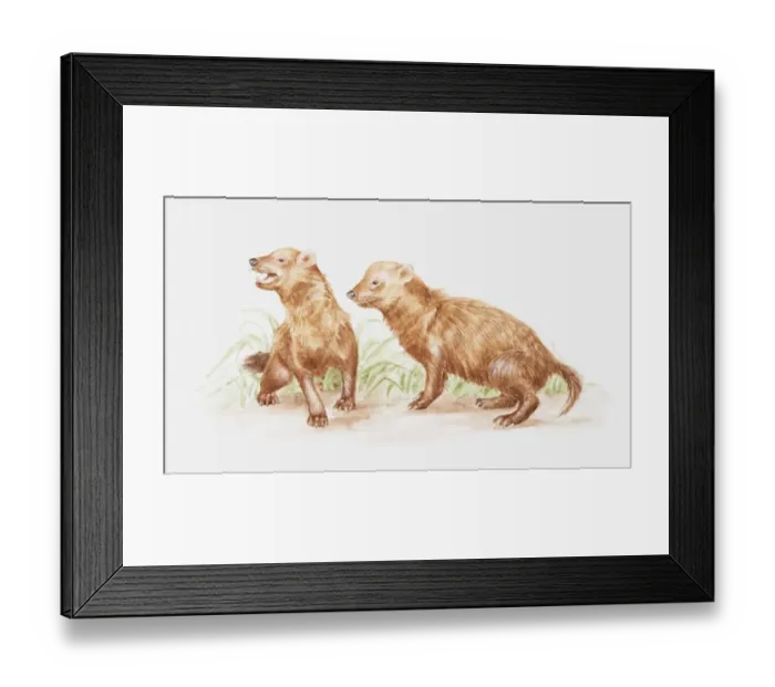 Framed Print : Illustration of pair of Bush dogs (Speothos venaticus)