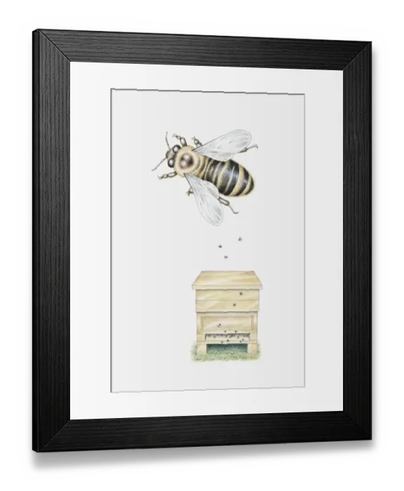 Framed Print : Illustration of a man-made beehive with a single, magnified bee above it Framed Print : Illustration of a man-made beehive with a single, magnified bee above it